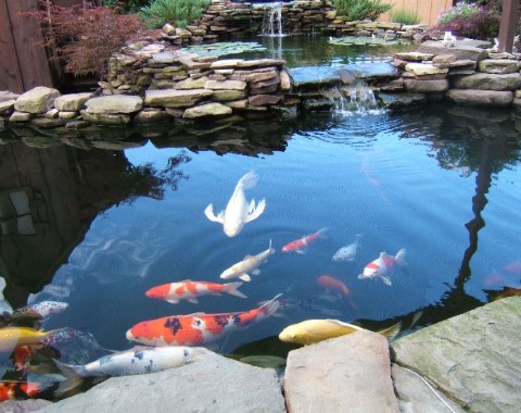 koi-pond-image